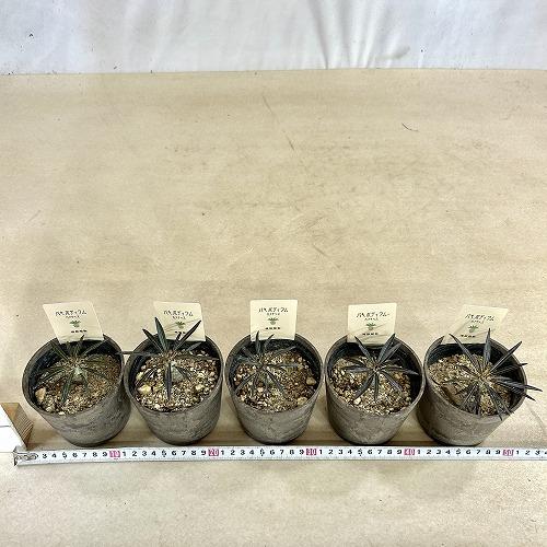 塊根植物　パキポディウム カクチペス 3.5号鉢カバー付き(個体おまかせ1鉢)　コーデックス 室内園芸 おしゃれ 可愛い かわいい |  | 05