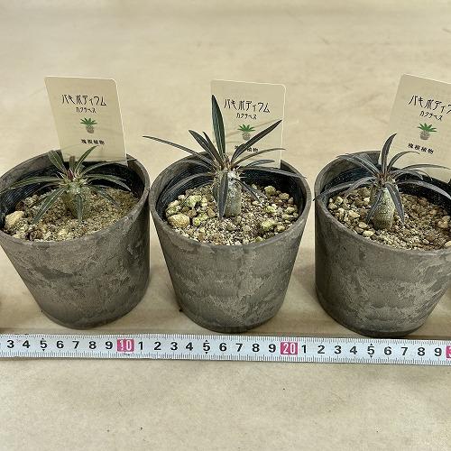 塊根植物　パキポディウム カクチペス 3.5号鉢カバー付き(個体おまかせ1鉢)　コーデックス 室内園芸 おしゃれ 可愛い かわいい |  | 06