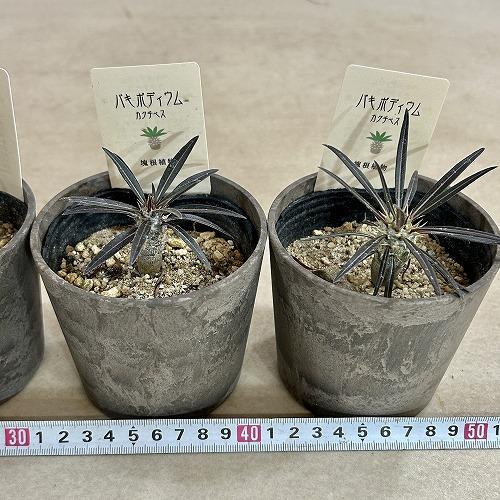 塊根植物　パキポディウム カクチペス 3.5号鉢カバー付き(個体おまかせ1鉢)　コーデックス 室内園芸 おしゃれ 可愛い かわいい |  | 07