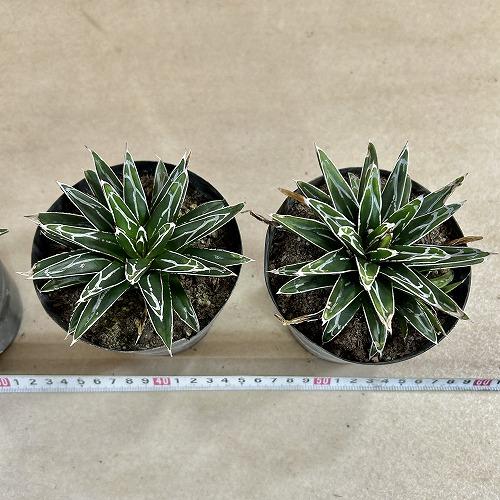 多肉植物　アガベ 笹の雪 葉傷みあり 3.5号硬質ポット(個体おまかせ1鉢)　インテリアグリーン 室内園芸 おしゃれ 可愛い かわいい |  | 10