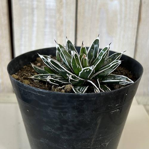 多肉植物　アガベ 笹の雪 葉傷みあり 3.5号硬質ポット(個体おまかせ1鉢)　インテリアグリーン 室内園芸 おしゃれ 可愛い かわいい |  | 01