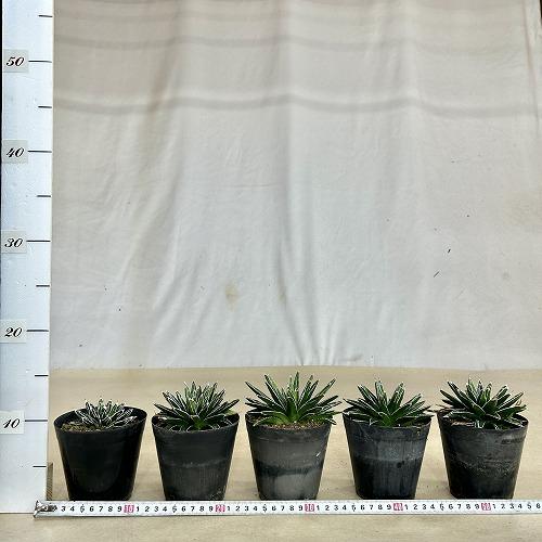 多肉植物　アガベ 笹の雪 葉傷みあり 3.5号硬質ポット(個体おまかせ1鉢)　インテリアグリーン 室内園芸 おしゃれ 可愛い かわいい |  | 07