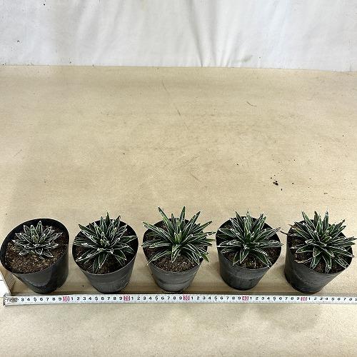 多肉植物　アガベ 笹の雪 葉傷みあり 3.5号硬質ポット(個体おまかせ1鉢)　インテリアグリーン 室内園芸 おしゃれ 可愛い かわいい |  | 08