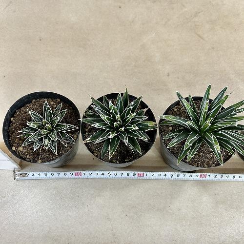多肉植物　アガベ 笹の雪 葉傷みあり 3.5号硬質ポット(個体おまかせ1鉢)　インテリアグリーン 室内園芸 おしゃれ 可愛い かわいい |  | 09