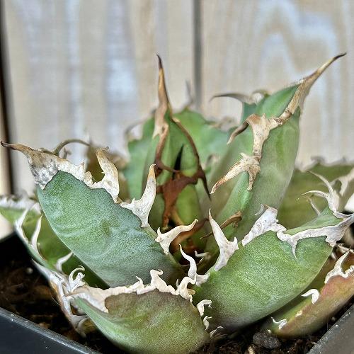 多肉植物 アガベ チタノタ シーザー(凱撒) 3.5号硬質ロング(個体