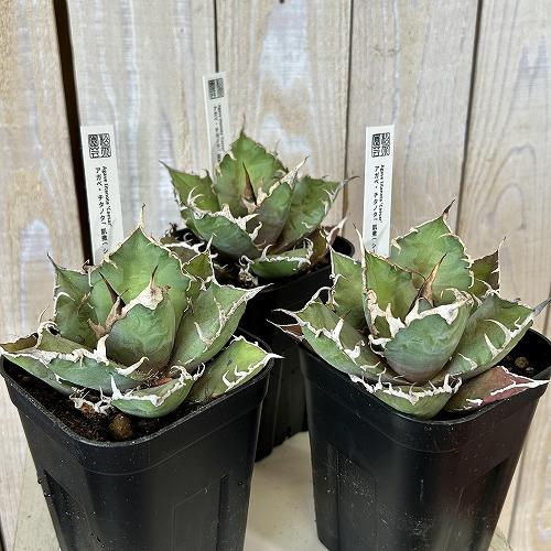 【親株/子株鉢付き】アガベ チタノタ シーザー 凱撒／室内LED管理 多肉植物 アガベ チタノタ シーザー(凱撒) 3.5号硬質ロング(個体