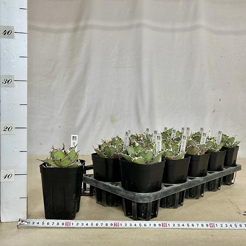 多肉植物 アガベ チタノタ シーザー(凱撒) 3.5号硬質ロング(個体