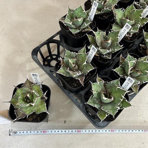 多肉植物 アガベ チタノタ シーザー(凱撒) 3.5号硬質ロング(個体