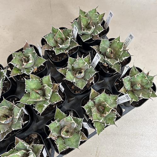 多肉植物 アガベ チタノタ シーザー(凱撒) 3.5号硬質ロング(個体