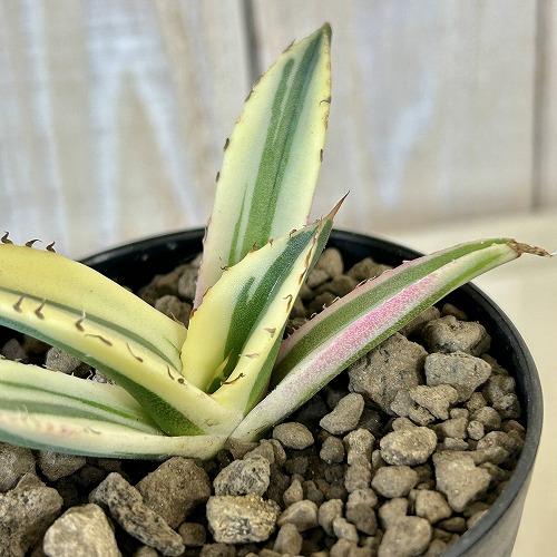 多肉植物　斑入りアガベ チタノタ スナグルトゥース 3号硬質ロング(個体おまかせ1鉢)　インテリアグリーン 室内園芸 おしゃれ 可愛い かわいい | 