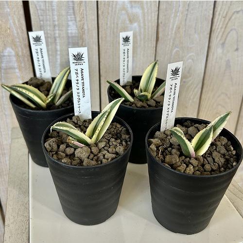 多肉植物　斑入りアガベ チタノタ スナグルトゥース 3号硬質ロング(個体おまかせ1鉢)　インテリアグリーン 室内園芸 おしゃれ 可愛い かわいい |  | 01