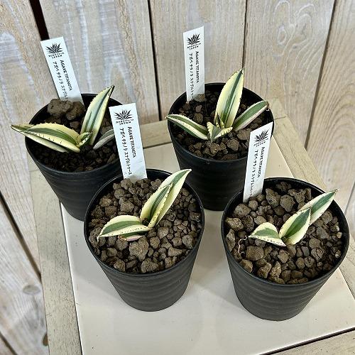 多肉植物　斑入りアガベ チタノタ スナグルトゥース 3号硬質ロング(個体おまかせ1鉢)　インテリアグリーン 室内園芸 おしゃれ 可愛い かわいい |  | 02