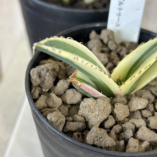 多肉植物　斑入りアガベ チタノタ スナグルトゥース 3号硬質ロング(個体おまかせ1鉢)　インテリアグリーン 室内園芸 おしゃれ 可愛い かわいい |  | 03