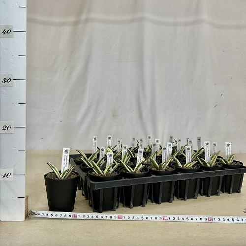 多肉植物　斑入りアガベ チタノタ スナグルトゥース 3号硬質ロング(個体おまかせ1鉢)　インテリアグリーン 室内園芸 おしゃれ 可愛い かわいい |  | 04