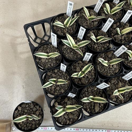 多肉植物　斑入りアガベ チタノタ スナグルトゥース 3号硬質ロング(個体おまかせ1鉢)　インテリアグリーン 室内園芸 おしゃれ 可愛い かわいい |  | 06