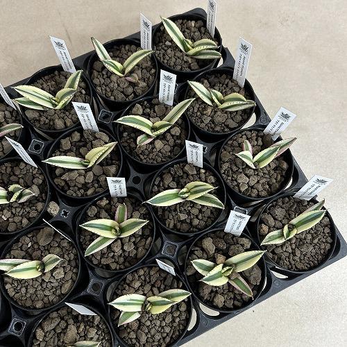 多肉植物　斑入りアガベ チタノタ スナグルトゥース 3号硬質ロング(個体おまかせ1鉢)　インテリアグリーン 室内園芸 おしゃれ 可愛い かわいい |  | 07