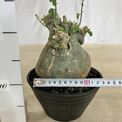 塊根植物 アデニア スピノーサ 6号セラアート鉢(現品) コーデックス