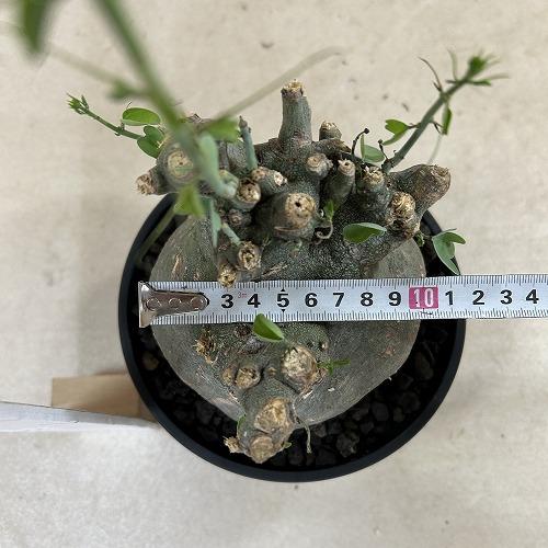 塊根植物 アデニア スピノーサ 6号セラアート鉢(現品) コーデックス