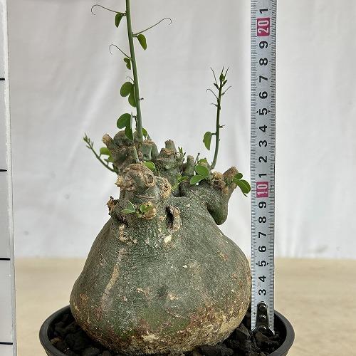 プラ鉢での発送　アデニア　スピノーサ　現地球　鉢付き 塊根植物 アデニア スピノーサ 6号セラアート鉢(現品) コーデックス