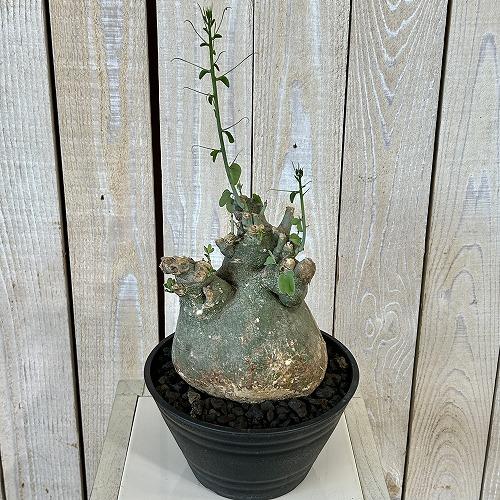 塊根植物 アデニア スピノーサ 6号セラアート鉢(現品) コーデックス