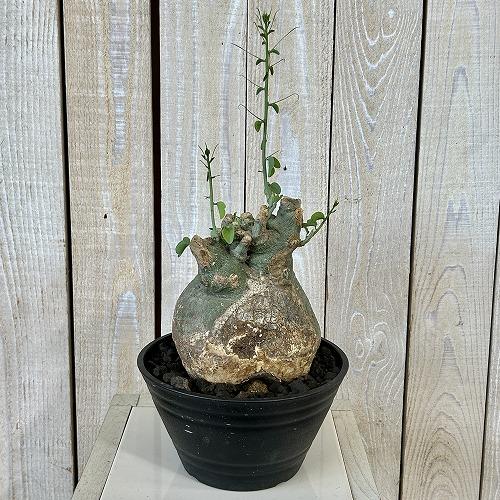 塊根植物 アデニア スピノーサ 6号セラアート鉢(現品) コーデックス