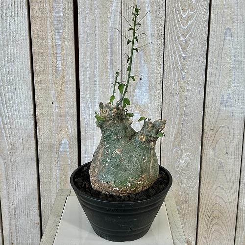 塊根植物 アデニア スピノーサ 6号セラアート鉢(現品) コーデックス