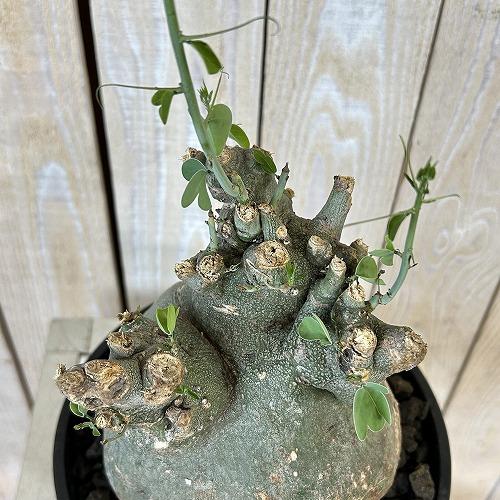 塊根植物 アデニア スピノーサ 6号セラアート鉢(現品) コーデックス
