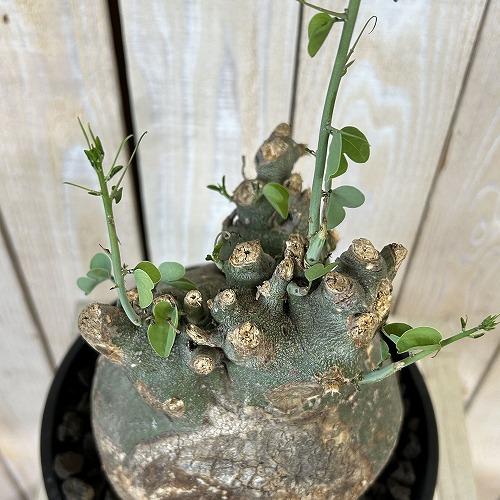 塊根植物 アデニア スピノーサ 6号セラアート鉢(現品) コーデックス