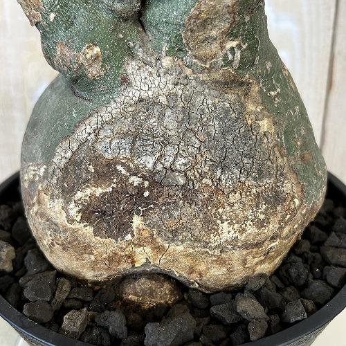 プラ鉢での発送　アデニア　スピノーサ　現地球　鉢付き 塊根植物 アデニア スピノーサ 6号セラアート鉢(現品) コーデックス