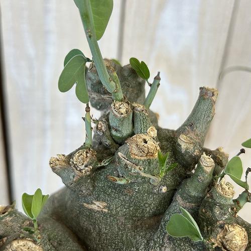 塊根植物 アデニア スピノーサ 6号セラアート鉢(現品) コーデックス