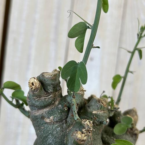 塊根植物 アデニア スピノーサ 6号セラアート鉢(現品) コーデックス