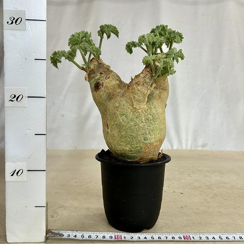 塊根植物 キフォステンマ マクロプス 5号鉢(現品) コーデックス 一点