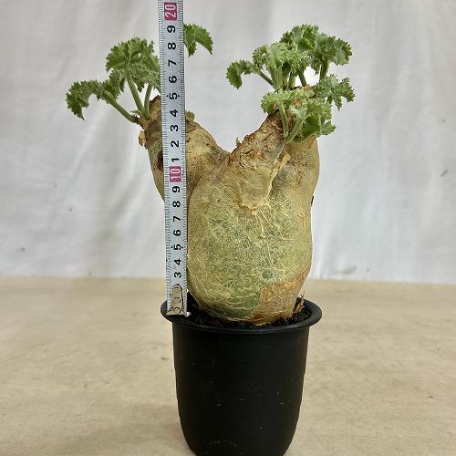 塊根植物 キフォステンマ マクロプス 5号鉢(現品) コーデックス 一点