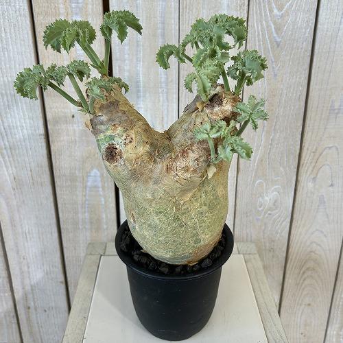 キフォステンマ　エレファントプス　塊根植物　観葉植物　ビザールプランツ　生活雑貨 家庭用品 ガーデニング　観葉植物　塊根植物　多肉植物　ビザールプランツ　レアプランツ　ガーデニング　植物　グリーン　趣味　盆栽　葉　花　庭　草　インテリア　おしゃれ　飾り　園芸　 塊根植物 キフォステンマ マクロプス 5号鉢(現品) コーデックス 一点