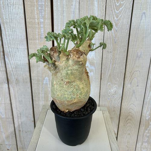 塊根植物 キフォステンマ マクロプス 5号鉢(現品) コーデックス 一点