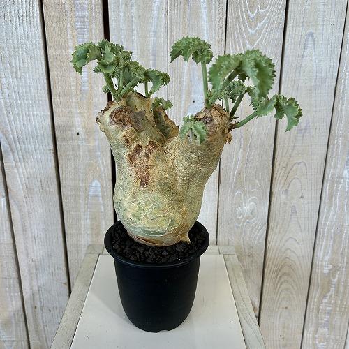 塊根植物　キフォステンマ マクロプス 5号鉢(現品)　コーデックス 一点もの おしゃれ 希少種 レア_3