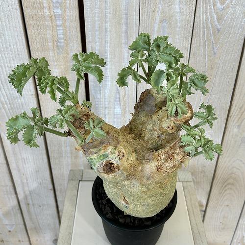 塊根植物 キフォステンマ マクロプス 5号鉢(現品) コーデックス 一点