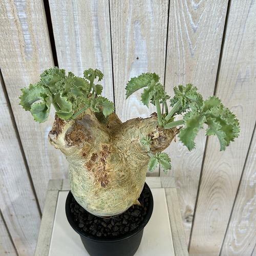 【現品】キフォステンマ・マクロプス　コーデックス　キオステンマ　5号　D8番 塊根植物 キフォステンマ マクロプス 5号鉢(現品) コーデックス 一点