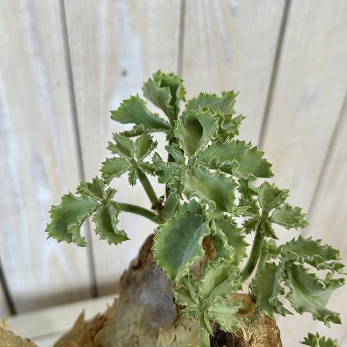 塊根植物 キフォステンマ マクロプス 5号鉢(現品) コーデックス 一点