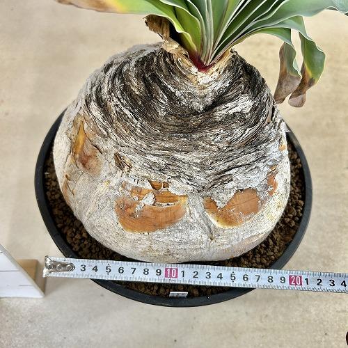 珍奇植物 ブーファン ハエマントイデス 9号セラアート鉢(現品
