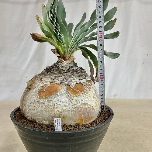美形　ブーファン　ハエマンソイデス　珍奇植物 珍奇植物 ブーファン ハエマントイデス 9号セラアート鉢(現品