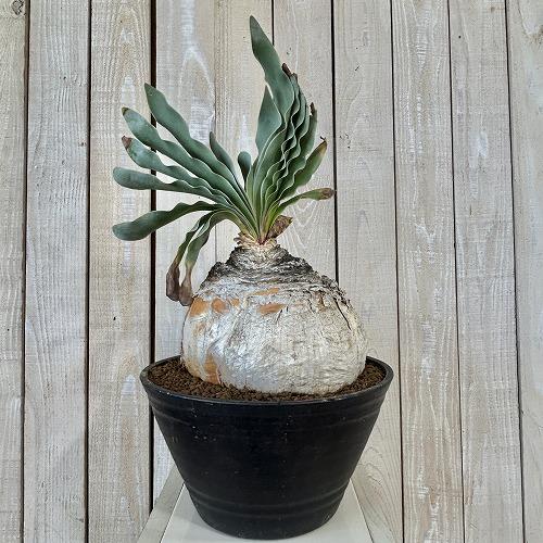 珍奇植物 ブーファン ハエマントイデス 9号セラアート鉢(現品