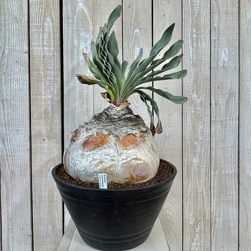 珍奇植物 ブーファン ハエマントイデス 9号セラアート鉢(現品