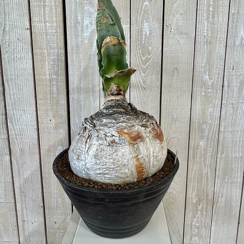 珍奇植物 ブーファン ハエマントイデス 9号セラアート鉢(現品