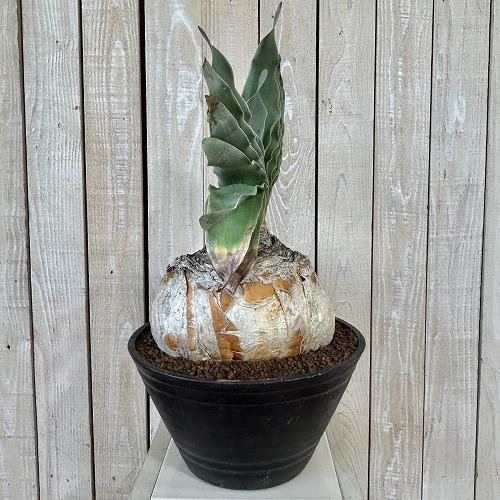 珍奇植物 ブーファン ハエマントイデス 9号セラアート鉢(現品