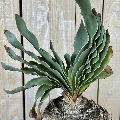 珍奇植物 ブーファン ハエマントイデス 9号セラアート鉢(現品