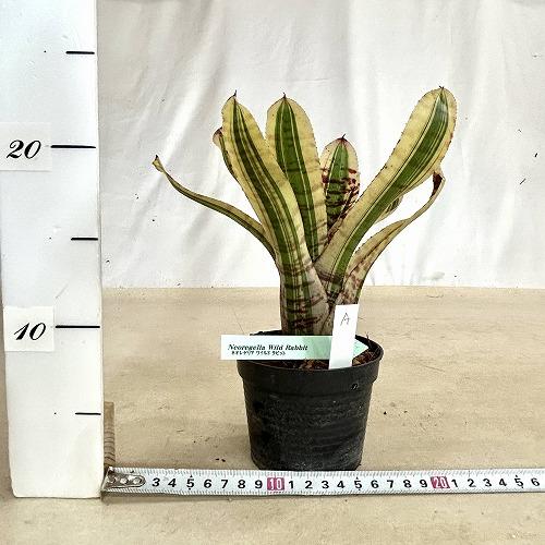 タンクブロメリア 【A】ネオレゲリア ワイルドラビット 3号硬質ポット
