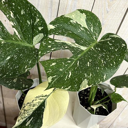 観葉植物　モンステラ タイコンステレーション 4号ダイヤ型鉢(個体おまかせ1鉢)　インテリアグリーン 室内園芸 おしゃれ 可愛い かわいい | 