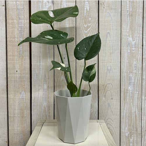 観葉植物　モンステラ タイコンステレーション 4号ダイヤ型鉢(個体おまかせ1鉢)　インテリアグリーン 室内園芸 おしゃれ 可愛い かわいい |  | 01