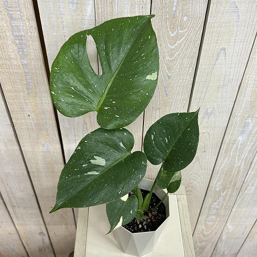 観葉植物　モンステラ タイコンステレーション 4号ダイヤ型鉢(個体おまかせ1鉢)　インテリアグリーン 室内園芸 おしゃれ 可愛い かわいい |  | 02